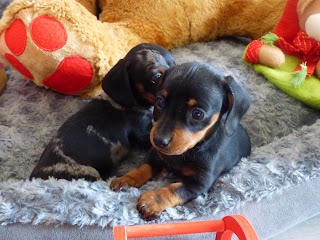 Azienda agricola La maison de Adeline allevamento pensione per cani produttore di orticole piccoli frutti