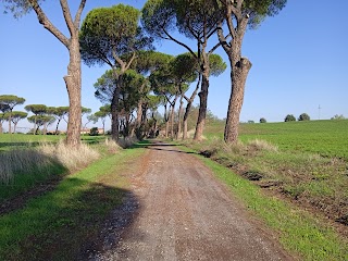 Pensione casalinga per cani roma est