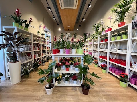 Orchidea Staff Store