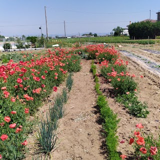 azienda agricola Montagnoli