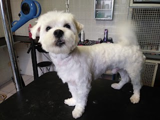 Tutto Per Il Cane Bollo Bello Di Carvelli Raffaele