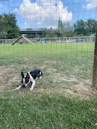 Associazione sportiva cinofila "Boom Dogs" - agility school