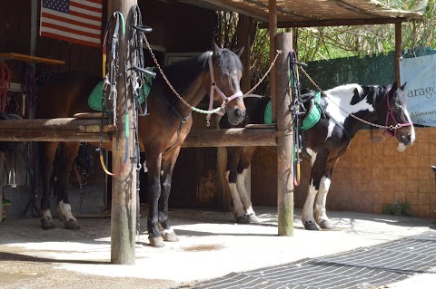 Aragona Arabians Horses Club