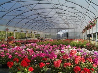 Campigotto Fiori e Giardini - Produzione vendita di piante, Progettazione e realizzazione giardini