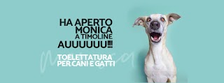 Toelettatura Monica - Toelettatura Professionale per cani e gatti