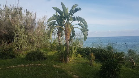 Vivaio Meraviglie della Natura di Leone V.zo | Balestrate (Palermo)