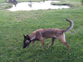 pensione per cani e gatti ZIVA