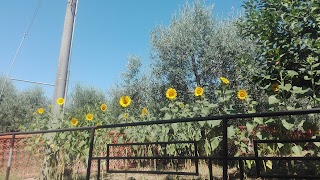 B&b L'uliveto sul Chianti