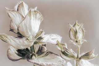 Francesca Zucchelli, Naturopata, Docente di Shiatsu, Riflessologia plantare e Fiori di Bach