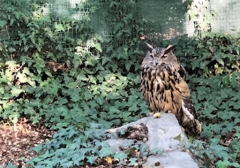 Centro Recupero Fauna Selvatica Lipu La Fagiana