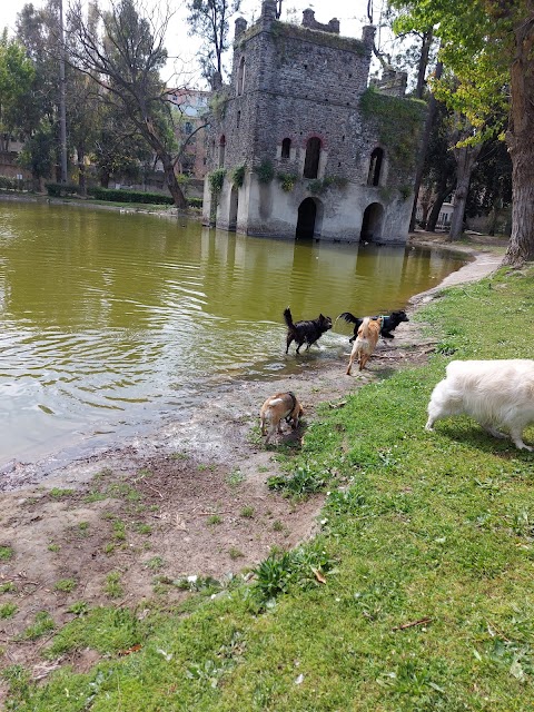 Dog's Home Napoli