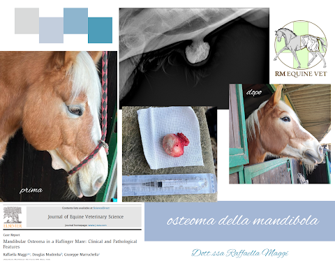 Dott.ssa Raffaella Maggi - Medico Veterinario per cavalli