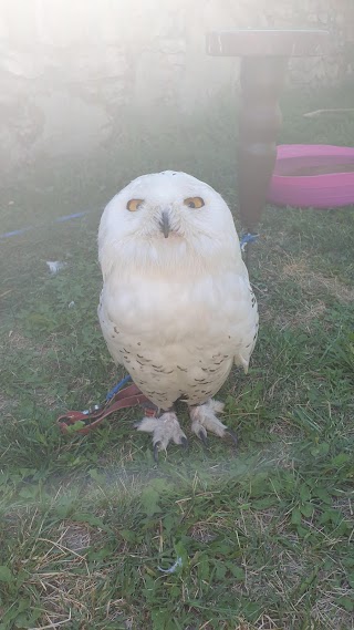 Centro di Falconeria Messaggeri Alati