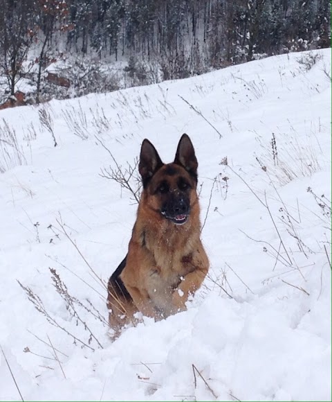 GRAGLIA - Pensione per Cani e Gatti (piobesi, Vinovo, La Loggia, Carignano, Carmagnola, None, Moncalieri, Nichelino, Torino