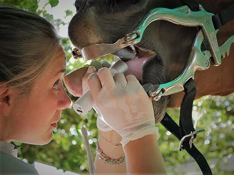 Dott.ssa Raffaella Maggi - Medico Veterinario per cavalli