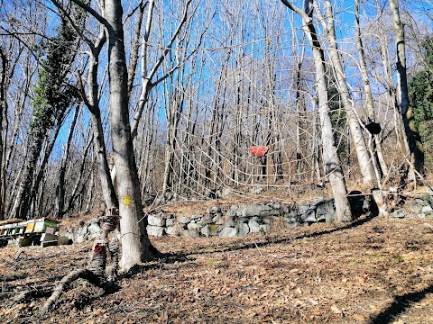 Bosco magico di Dazio