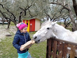 Fattoria Didattica Il girotondo degli animali