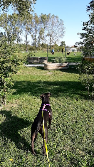 Cani-per-Caso asd Ludoteca-Asilo Piscina e Scuola