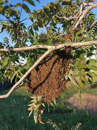 Mielosa - Apicoltura Biolchini