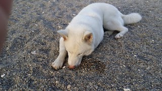 Mister Dog Park