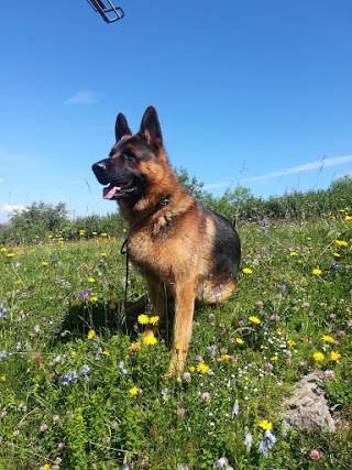 Ambulatorio Veterinario Di Moroni Massimo