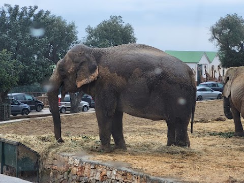 Self Service Safari