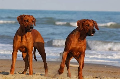 Ambulatorio Veterinario"CORLEOVET"