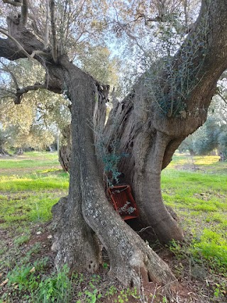 Millenari di Puglia