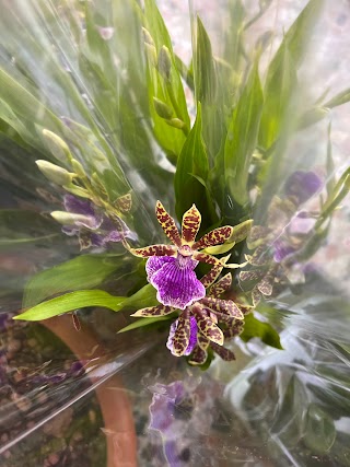 Fioreria Orchideria Mondo Orchidea