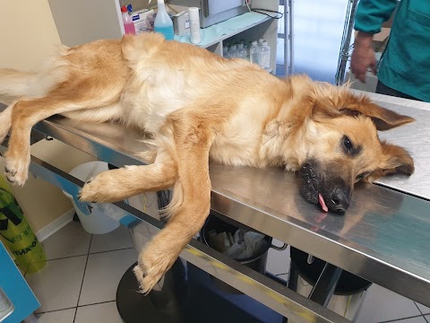 Ambulatorio Veterinario Associato Dott. Mollica E Dott.Ssa Bartolomei