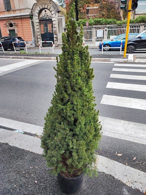 Piante e fiori di Nino - Piazza Santiago del Cile