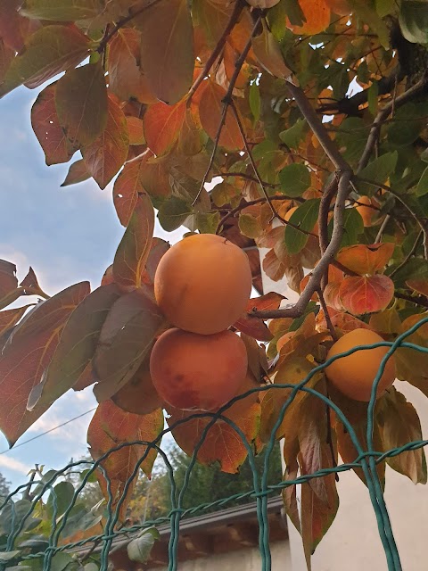 Azienda Agricola Pianazzi Dino