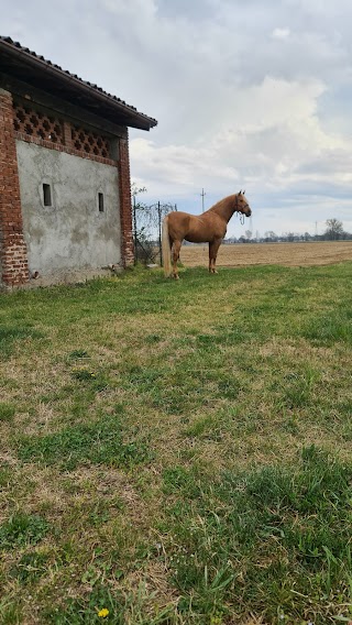 Il Cavallino Centro Equestre