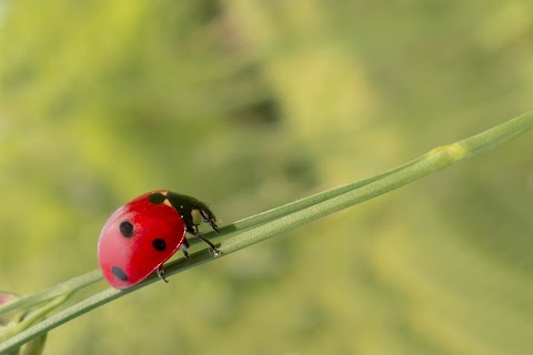 Vivaio Benedetti Franco | Progettazione Giardini e Parchi