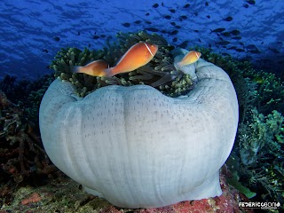 Ondanomala Diving School ASD