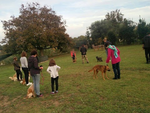 Centro Cinofilo Dogs & Co. Academy asd