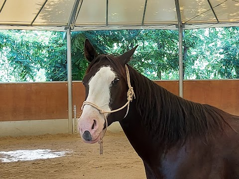 Pony Club La Ginestra