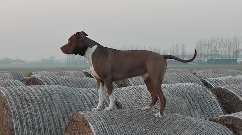 Ambulatorio Veterinario San Giacomo Di Rita Tioli