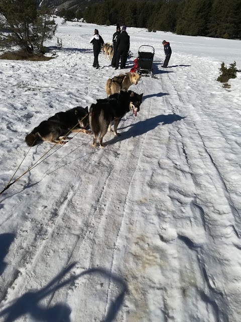 Cani da slitta La Tribù rando