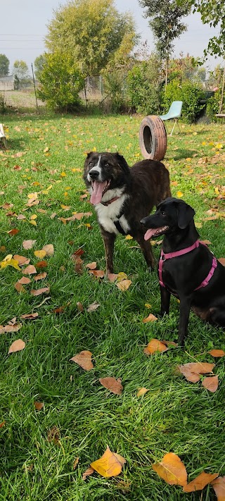 Dog Park La Reggia di Luisa Buonanno