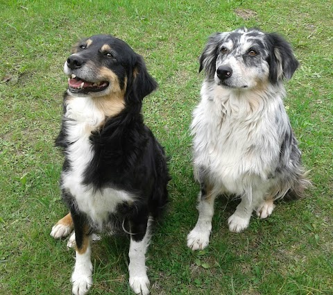 Allevamento Jack Russell Terrier & Pensione cani "Tempeste della Presolana"