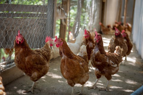 Azienda Agricola Galline Felici