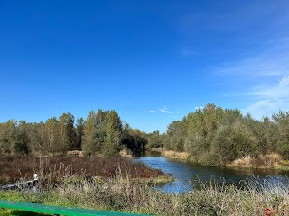 Il Ramo Delle Streghe