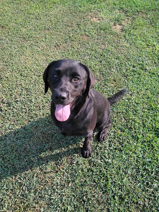 pensione per cani e gatti ZIVA