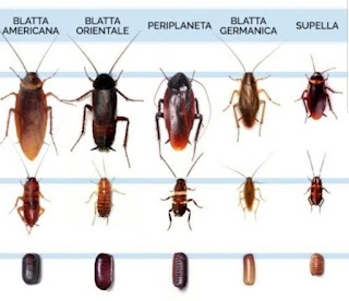 Disinfestazioni Sam a Milano e in tutta la Lombardia