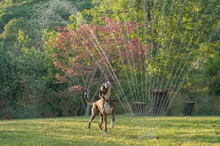 Pensione per cani "Le Fontane"