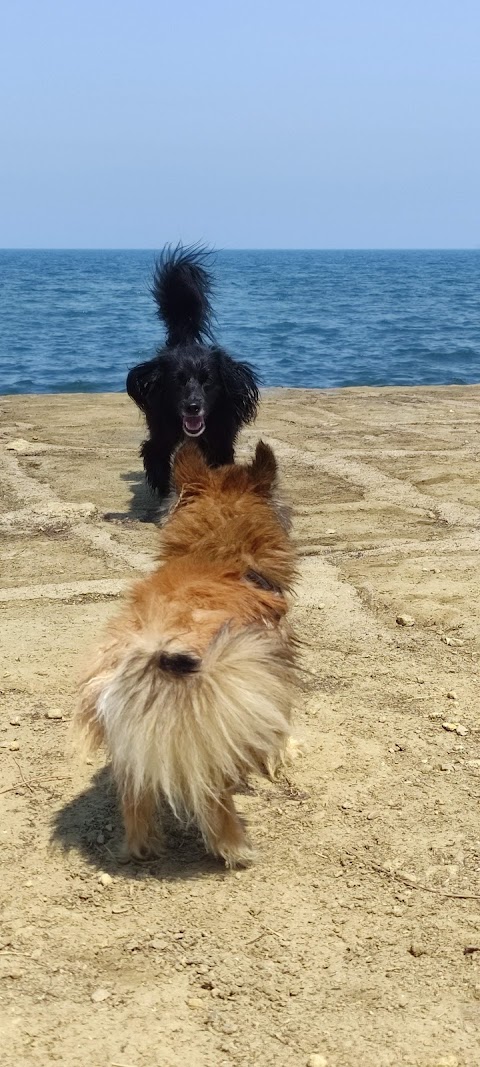 Spiaggia per cani