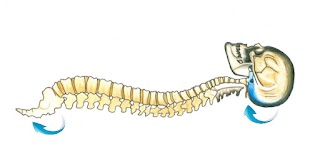 Daniele Buriani D.O. Osteopata Fisioterapista