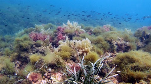 Corsi Sub Roma Diving Line - Scuola d'immersioni