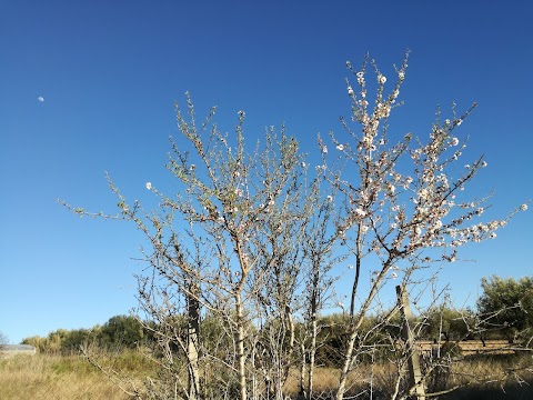 Riserva naturale orientata Pino d'Aleppo